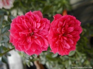 ROSY GEM (miniature)